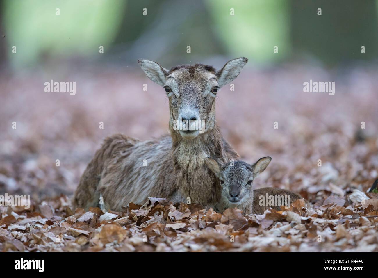 Mufflon (Ovis ammon musimon). Mutterschafe und Lamm ruhen im Blattstreu. Deutschland Stockfoto