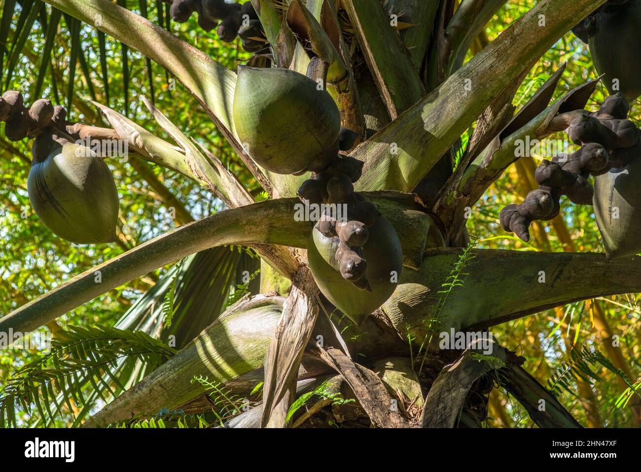 Seychellen, Les Seychelles, la république des Seychelles, die Seychellen, die Republik Seychellen, Seychellen, die Republik Seychellen, Mahé, île, Stockfoto