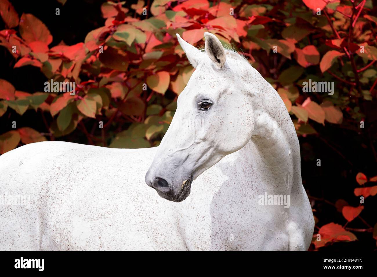 Holsteiner Horse. Porträt der grauen Stute. Deutschland Stockfoto
