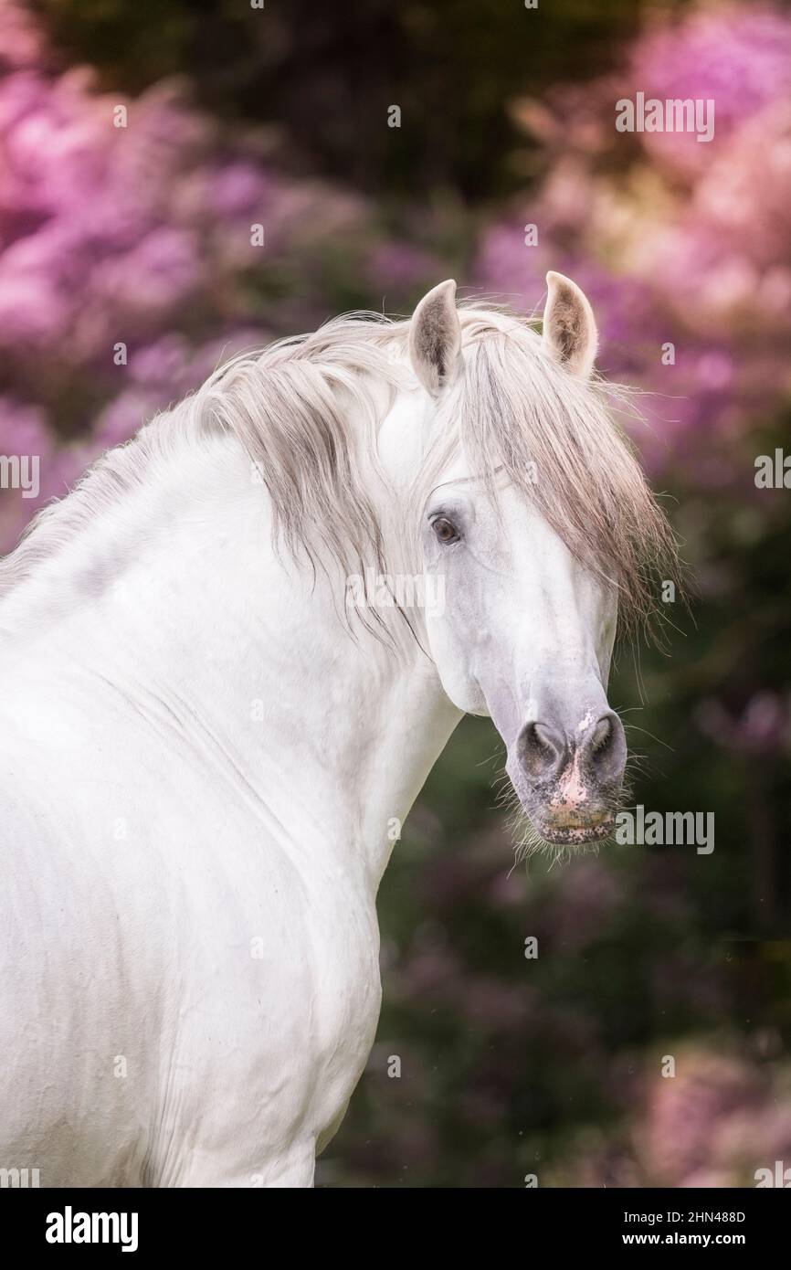 Reines Spanisches Pferd, Andalusisch. Portrait von grauem Wallach mit lila Blüten im Hintergrund. Deutschland Stockfoto