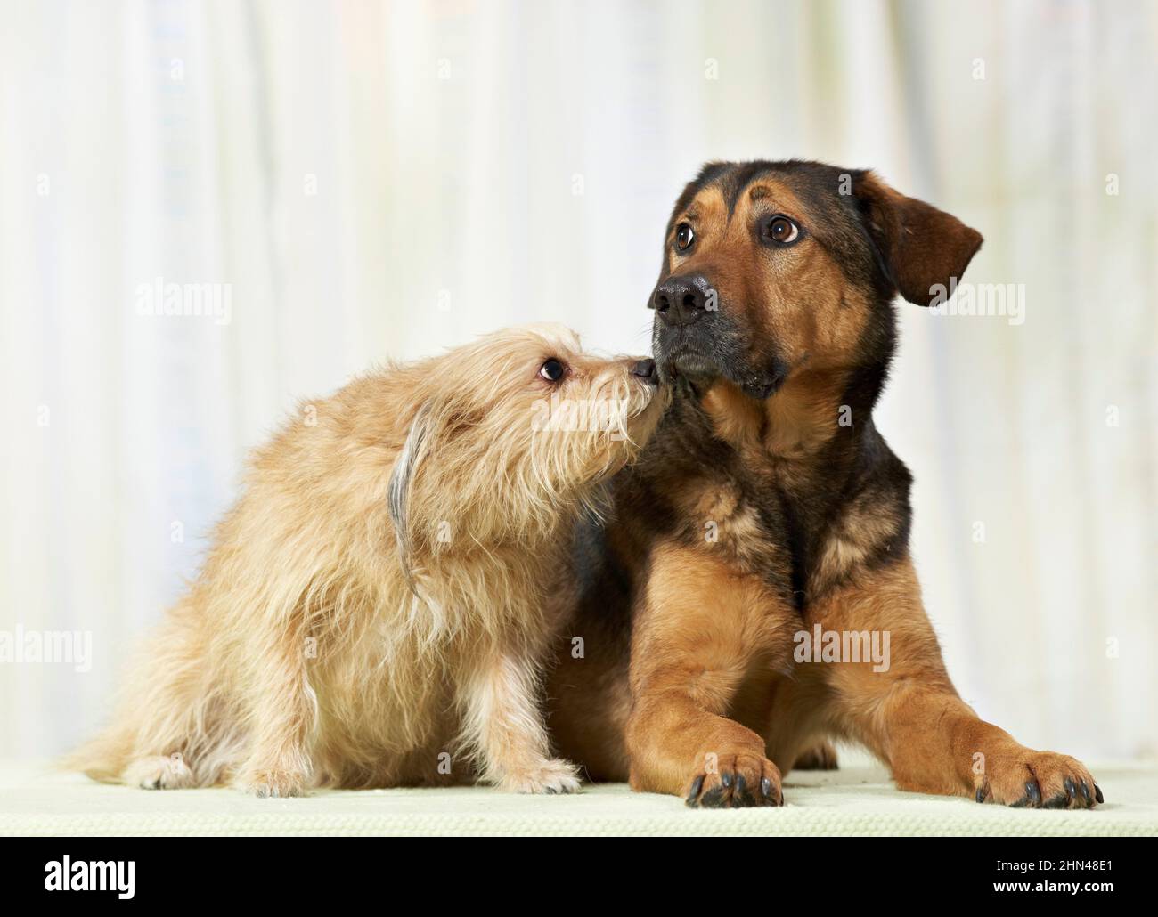 Mongrel. Zwei Erwachsene Hunde liegen nebeneinander in der Wohnung. Deutschland Stockfoto