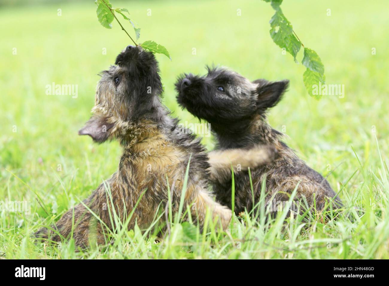 Cairn Terrier. Zwei Welpen spielen mit Zweigen. Deutschland Stockfoto