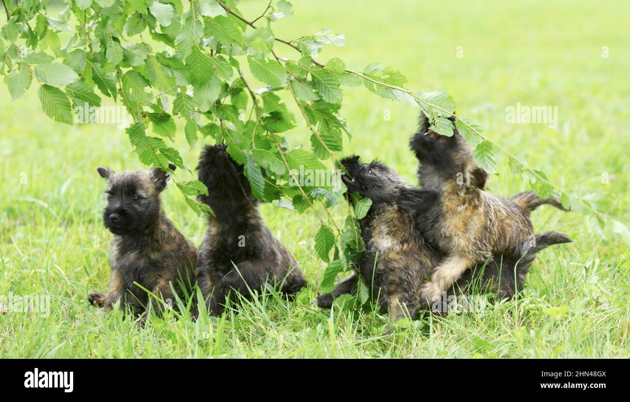 Cairn Terrier. Welpe spielt mit Zweigen. Deutschland Stockfoto