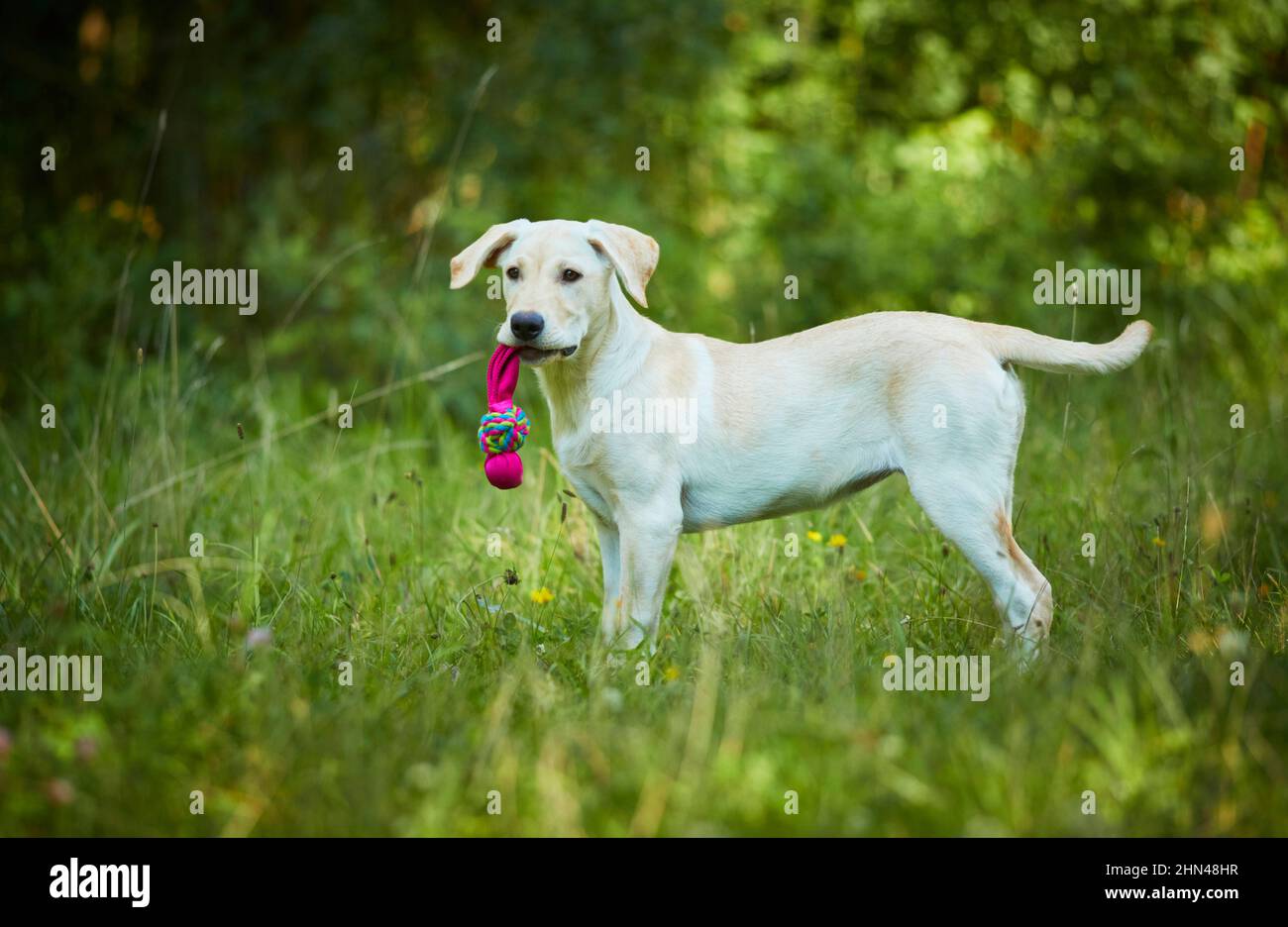 Labrador Retriever. Gelber Jungtier, der auf einer Waldlichtung steht, mit einem Spielzeug in der Schnauze. Deutschland Stockfoto