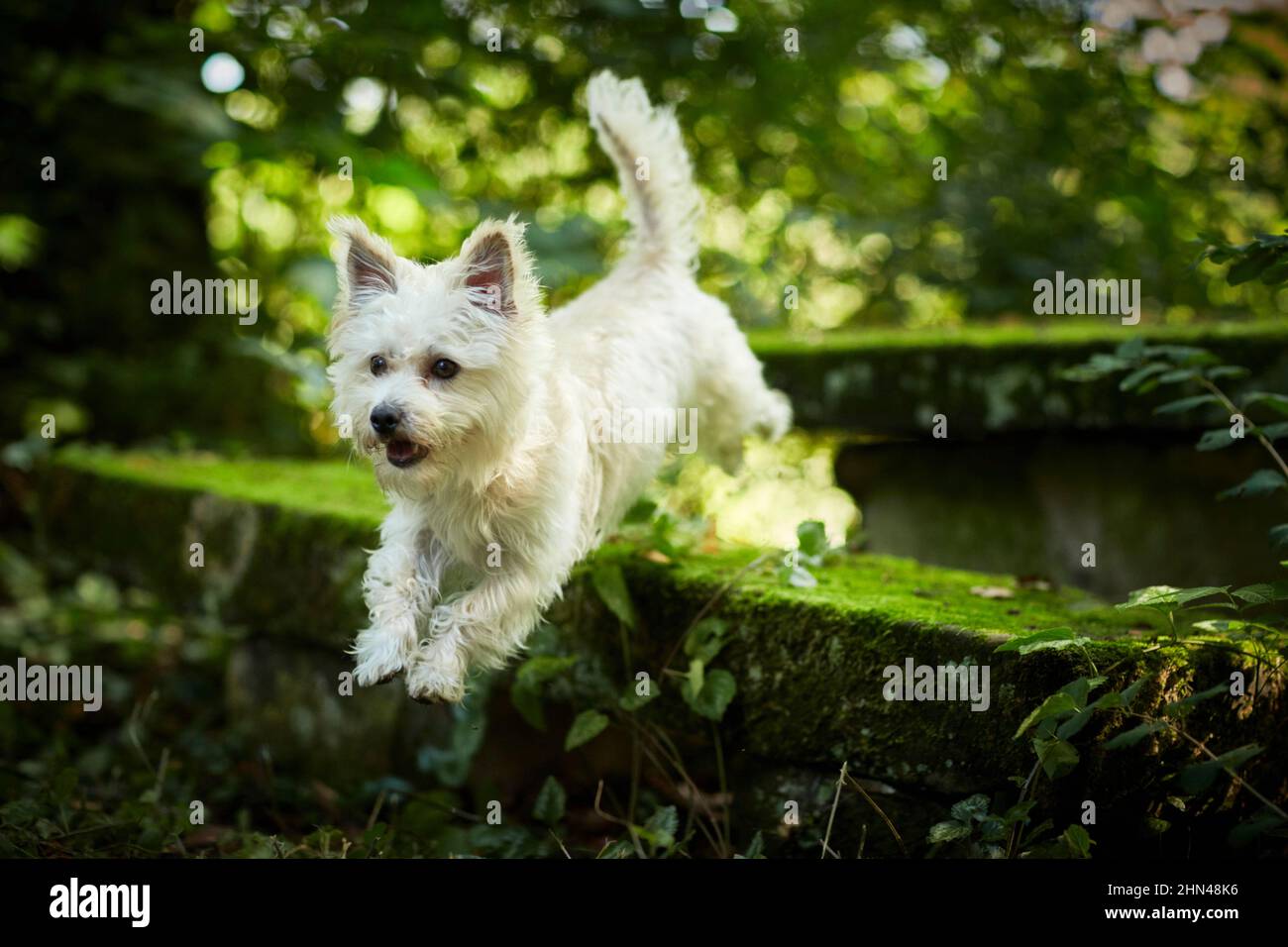 Mischlingshund. Ein erwachsener Hund springt von einer mit Stimmung bedeckten Wand im Wald. Grmany Stockfoto