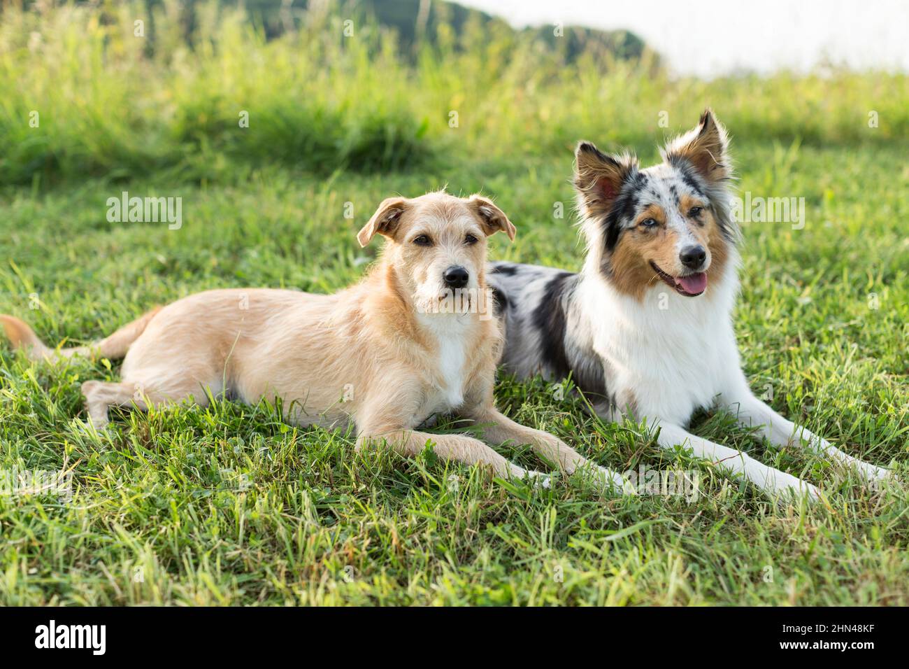 Ausgewachsener australischer Schäferhund und ein Mischlingshund liegen nebeneinander auf einer Wiese. Deutschland Stockfoto