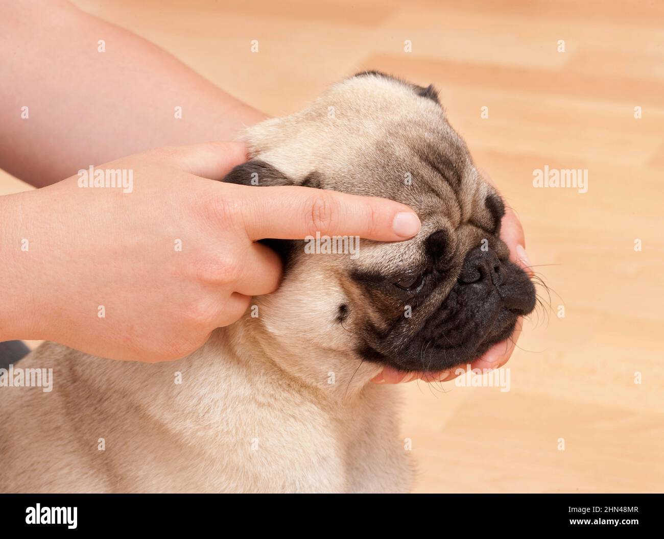 Akupressur auf den Kopf eines Hundes. Deutschland Stockfoto