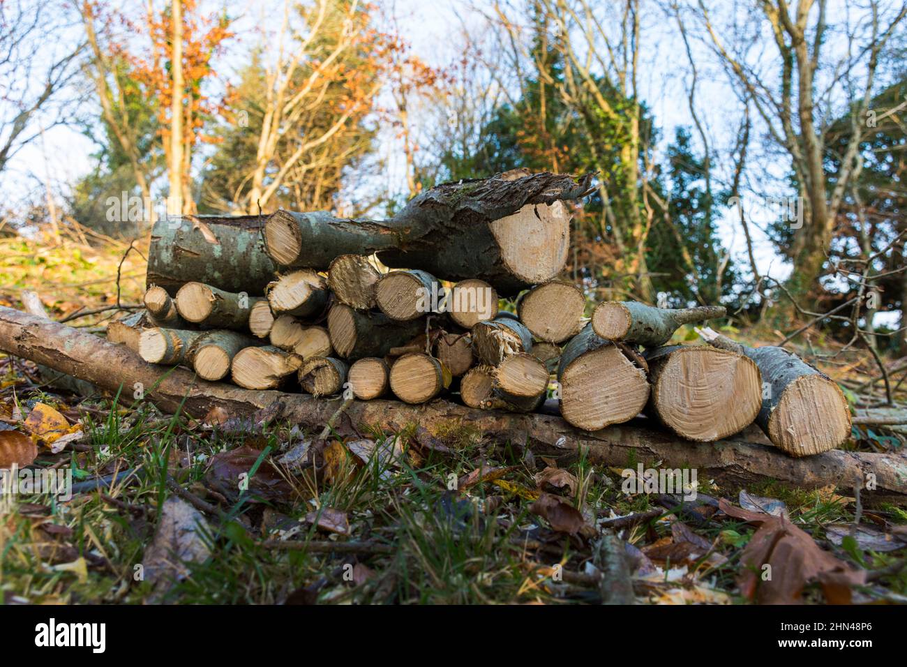 Holzstapel. Holzstämme, die für Brennstoff im Holzofen geschnitten wurden. County Donegal, Irland Stockfoto