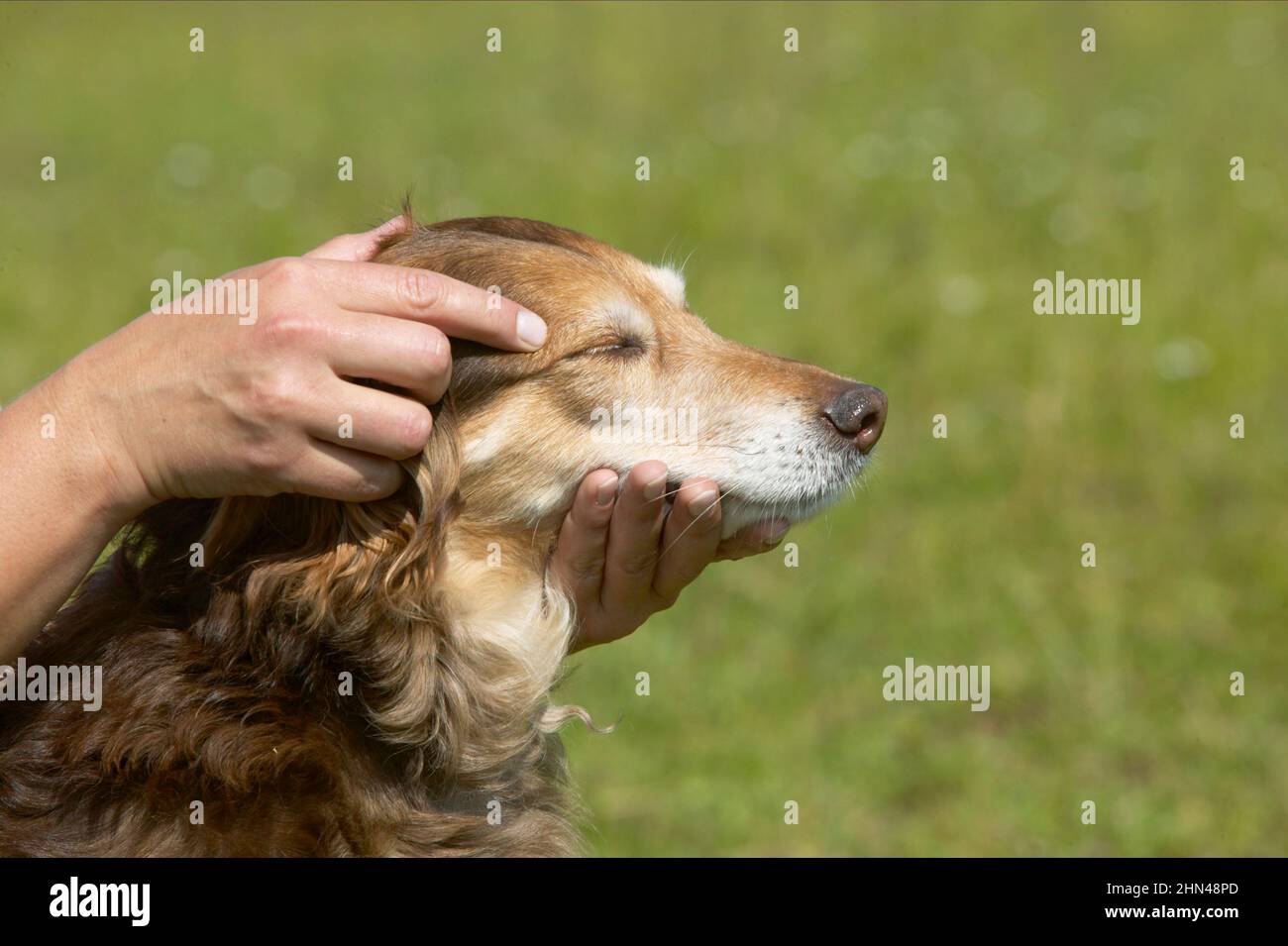 Akupressur auf den Kopf eines Hundes. Deutschland Stockfoto