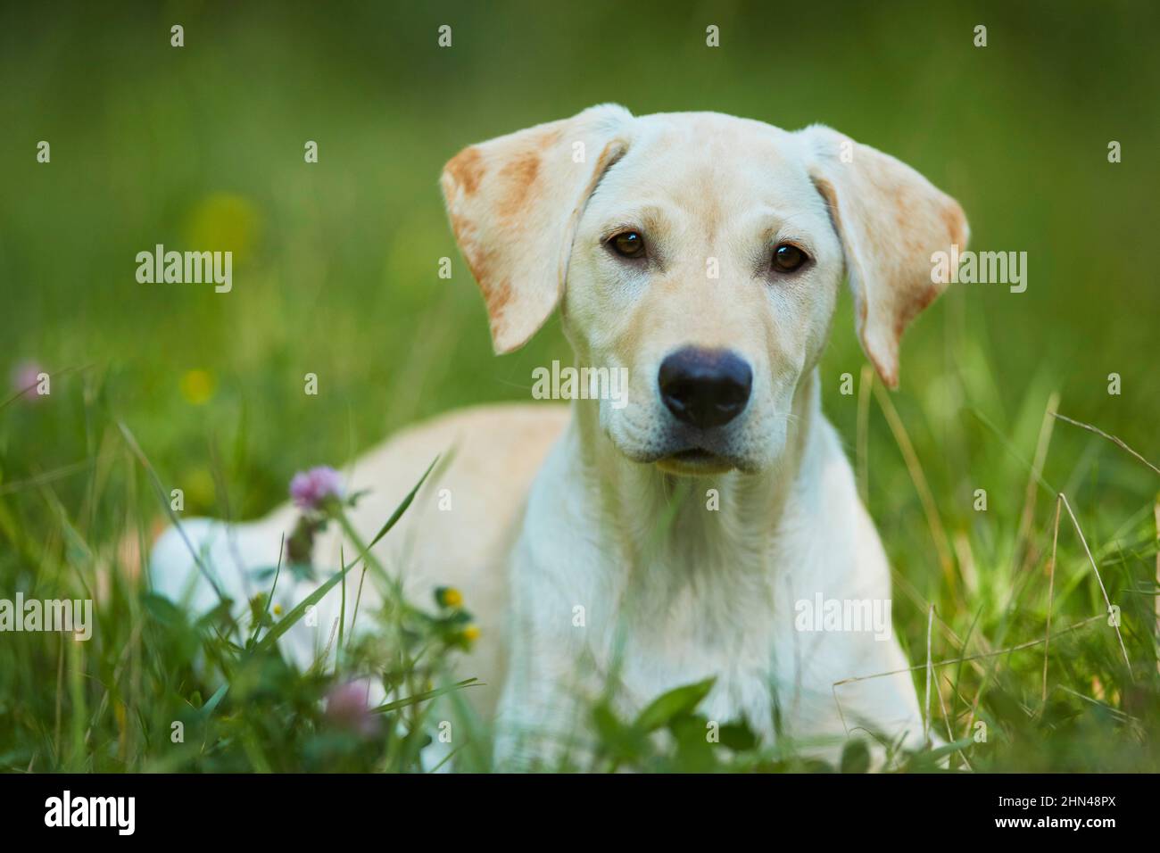 Labrador Retriever. Gelber Jungtier auf einer Waldlichtung liegend. Deutschland Stockfoto