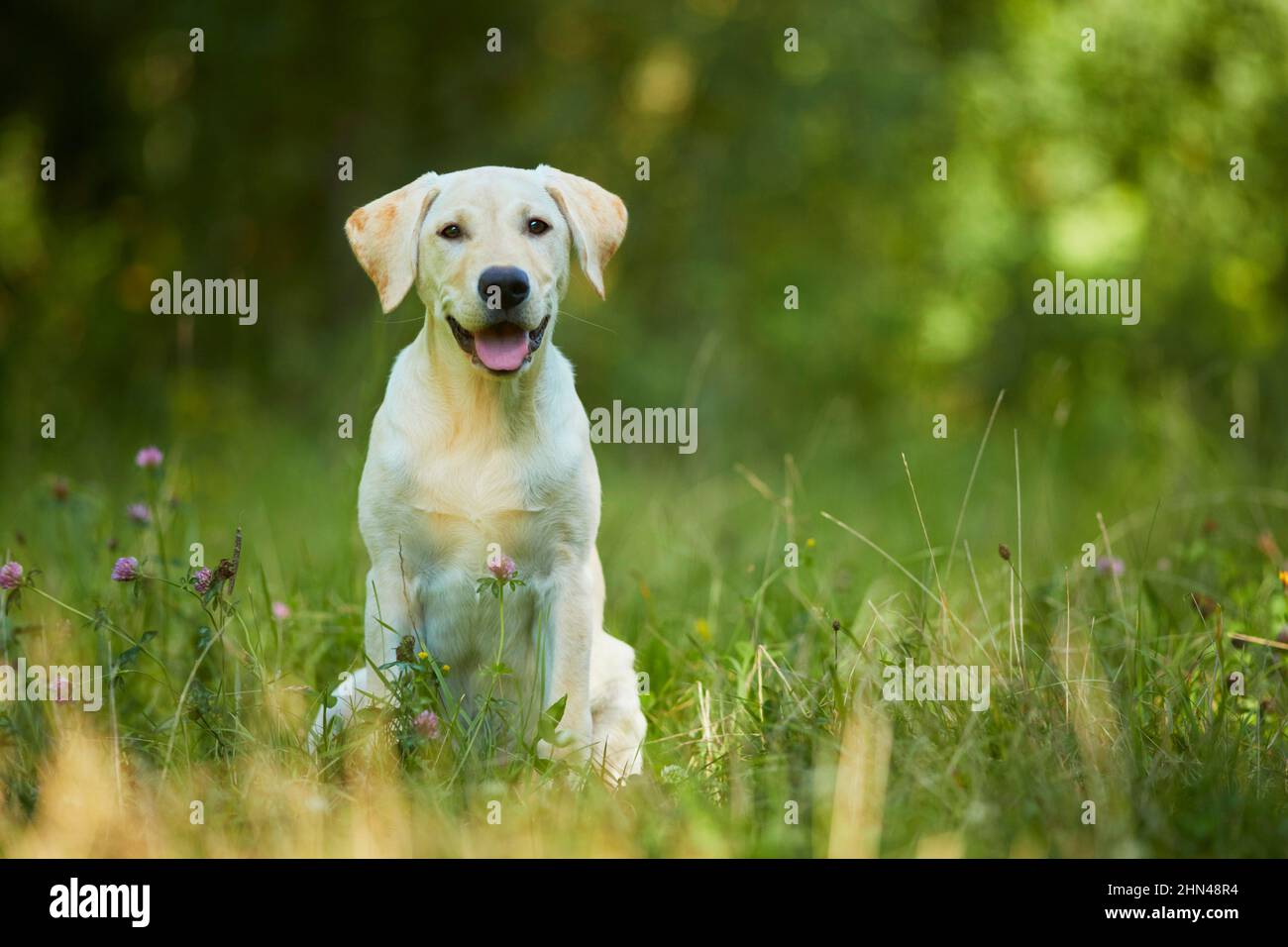 Labrador Retriever. Gelber Jungtier auf einer Waldlichtung sitzend. Deutschland Stockfoto
