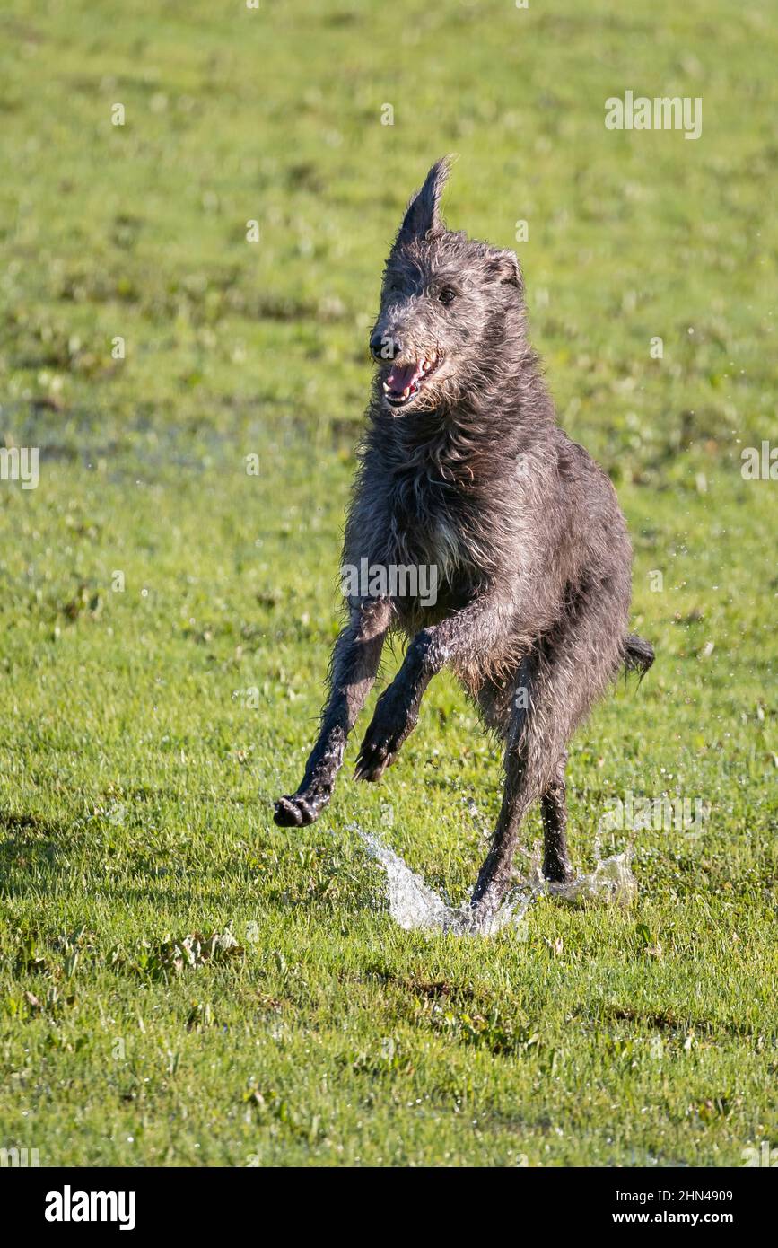 Schottischer Deerhound. Erwachsener läuft auf einer feuchten Wiese. Deutschland Stockfoto