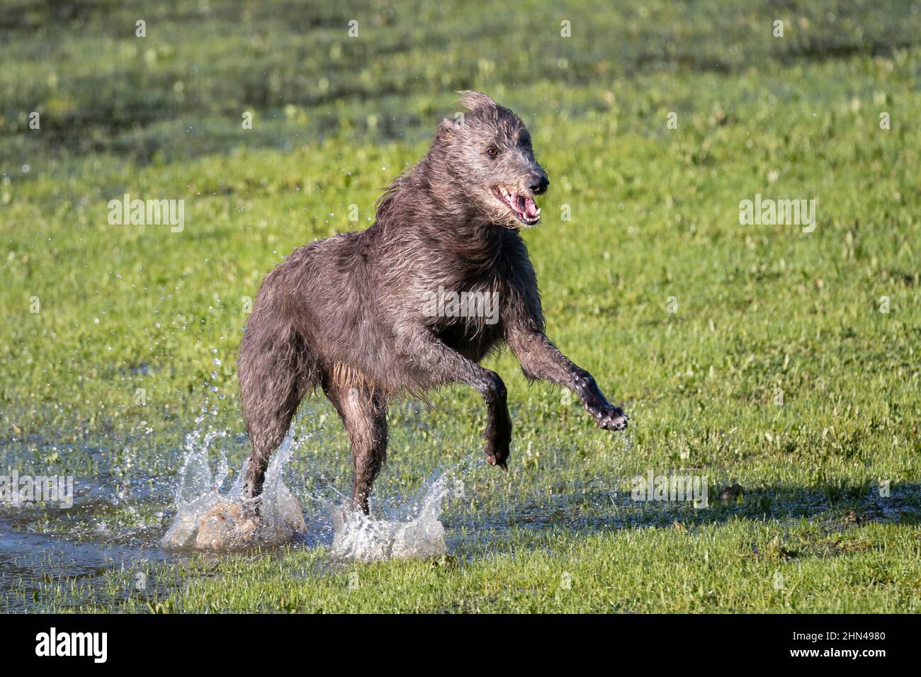 Schottischer Deerhound. Erwachsener läuft auf einer feuchten Wiese. Deutschland Stockfoto