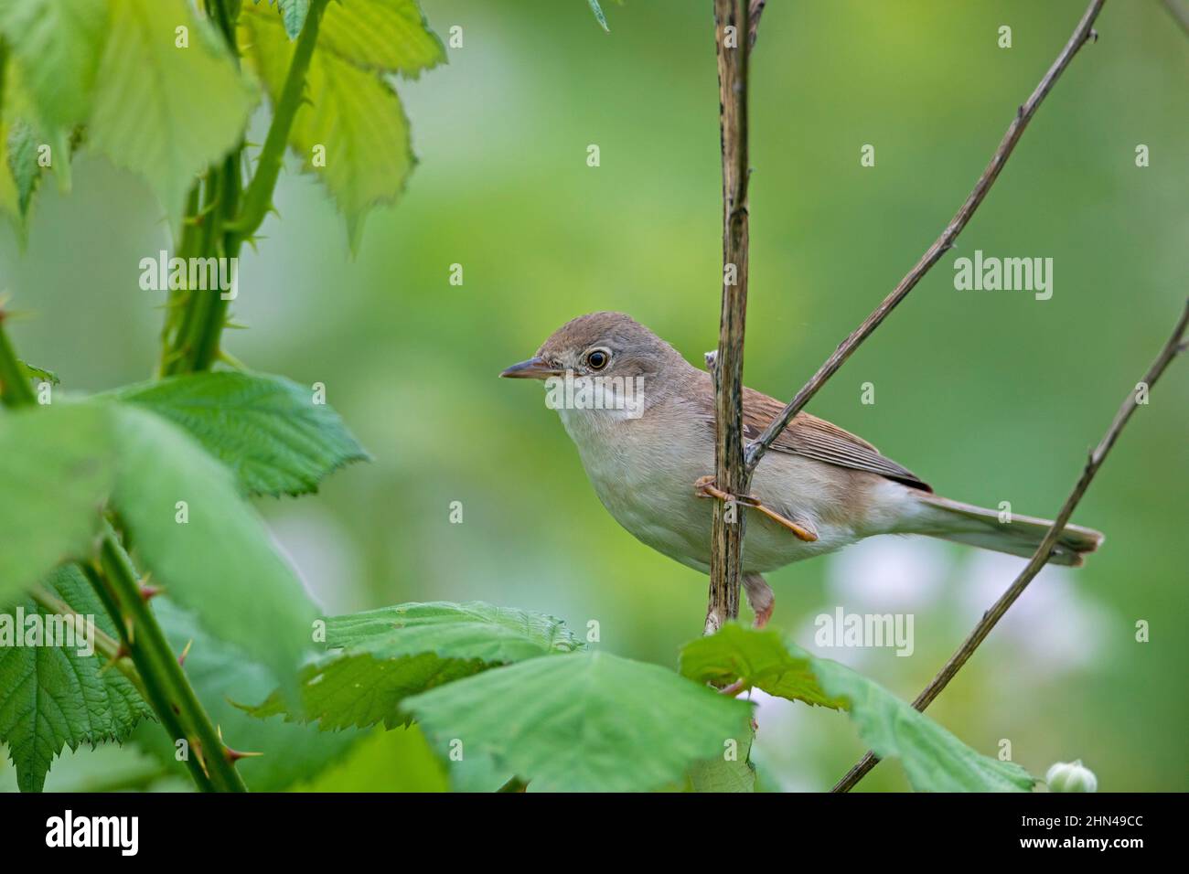 Gewöhnlicher Weißbroat (Sylvia communis). Weibchen klammert sich an einen Brambleberry-Zweig. Deutschland Stockfoto