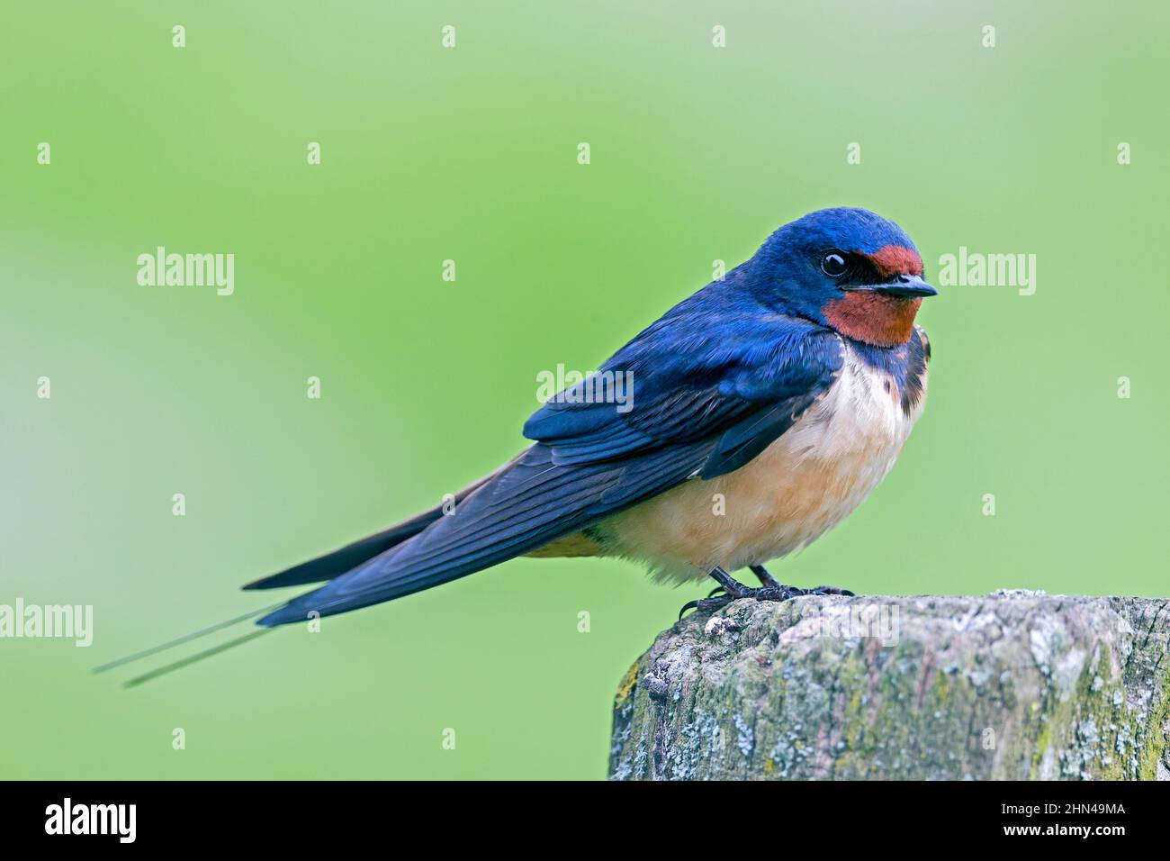 Schwalbe (Hirundo rustica). Erwachsener, der auf einem Felsen steht. Deutschland Stockfoto