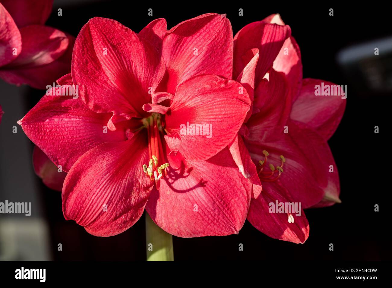 „Pink Star“-Hippeastrum, Amaryllis (Hippeastrum x Hortorum) Stockfoto