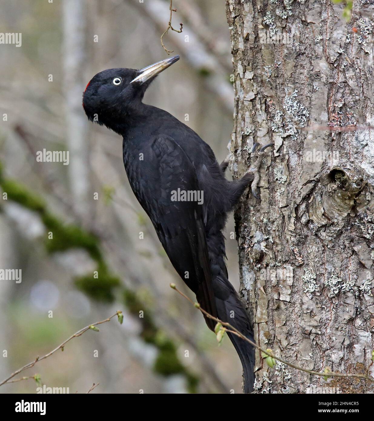 Schwarzspecht, Dryocopus martius Stockfoto
