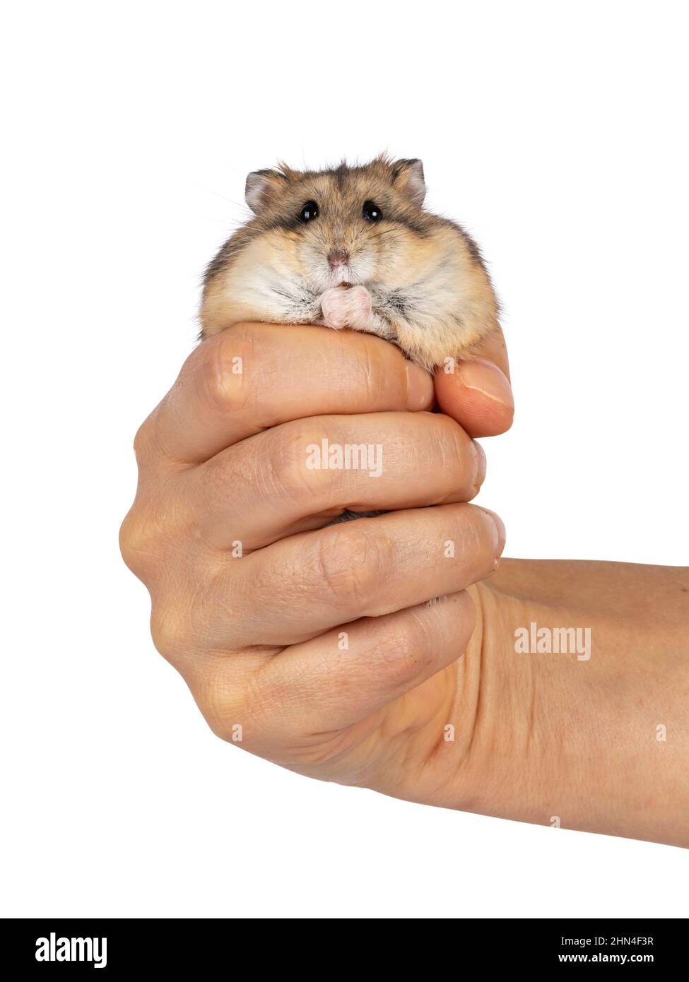 CAdorable braun Hamster, helt in huma Hand. Blick auf die Kamera. Isoliert auf weißem Hintergrund. Stockfoto