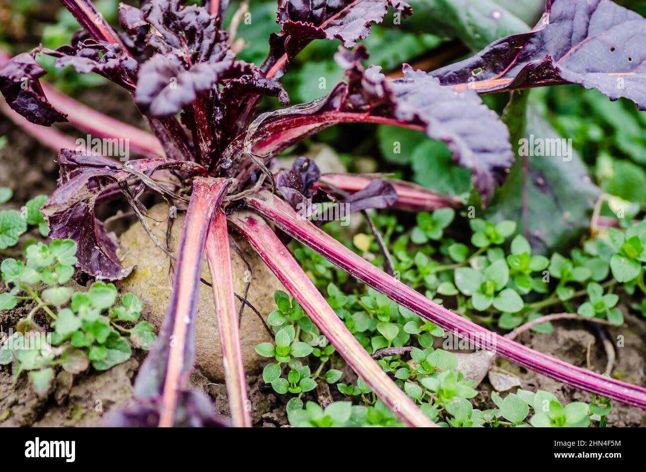 Biologisch angebaute rote Rübenpflanze. Stockfoto