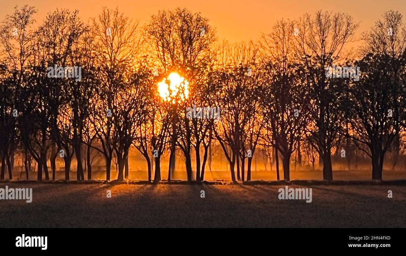 Sonnenuntergang mit Lichtstrahlen zwischen den Bäumen Stockfoto