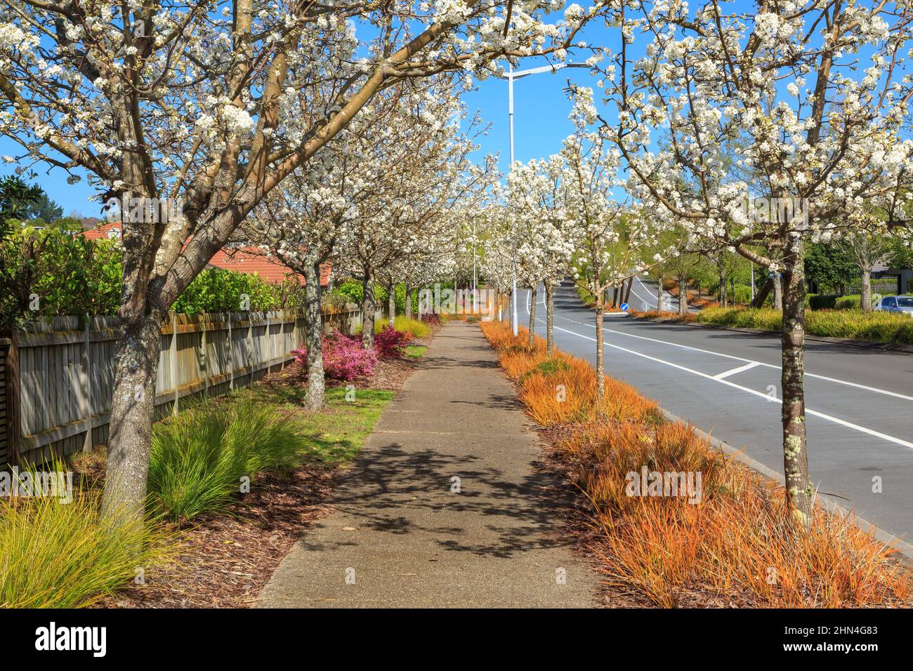 Ein Gehweg in einem attraktiven Wohnvorort. Blühende Kirschbäume und bunte Gräser sind auf beiden Seiten gepflanzt Stockfoto