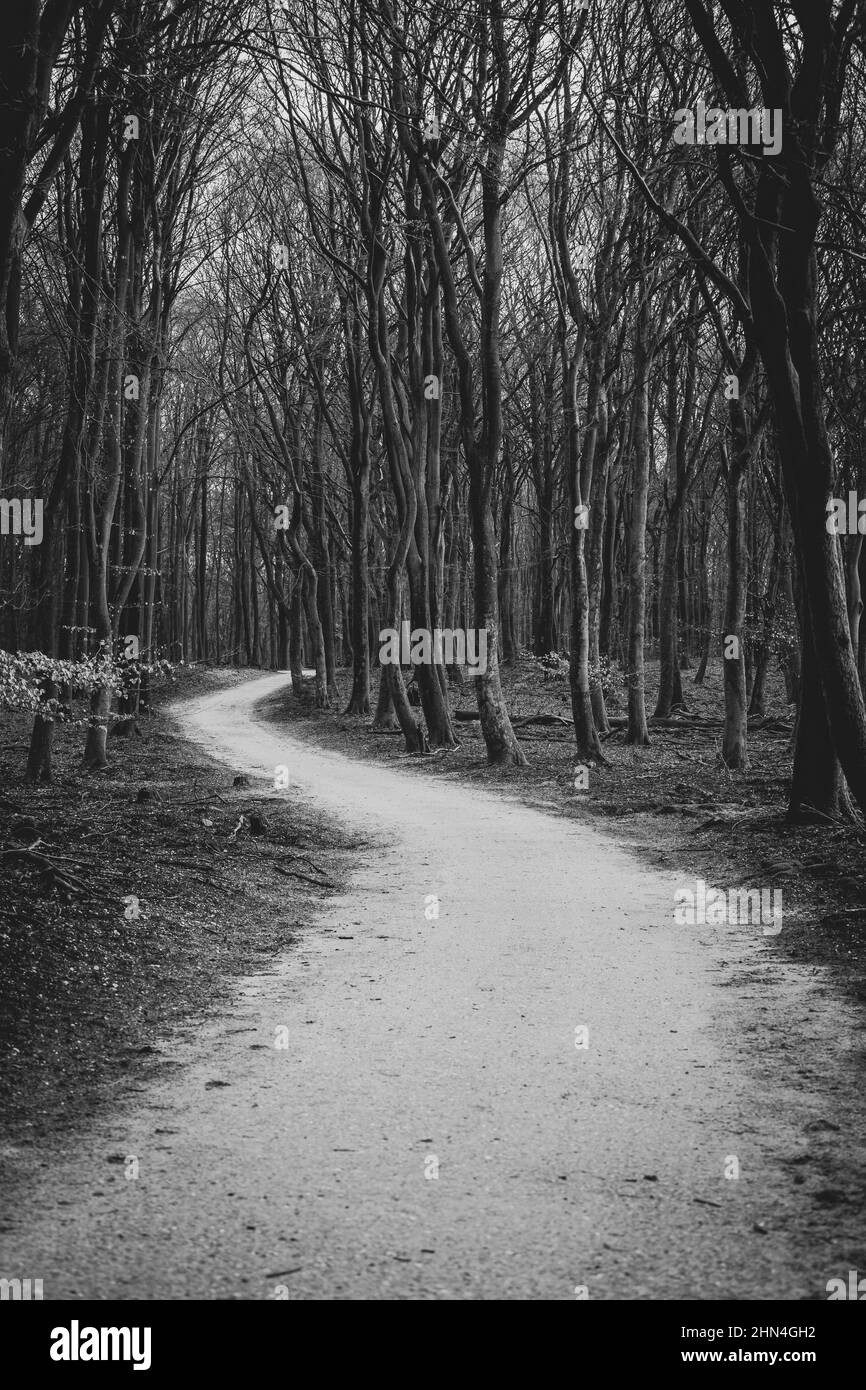 Herbstbäume mit gewundenen Feldweg und Herbstfarben Stockfoto