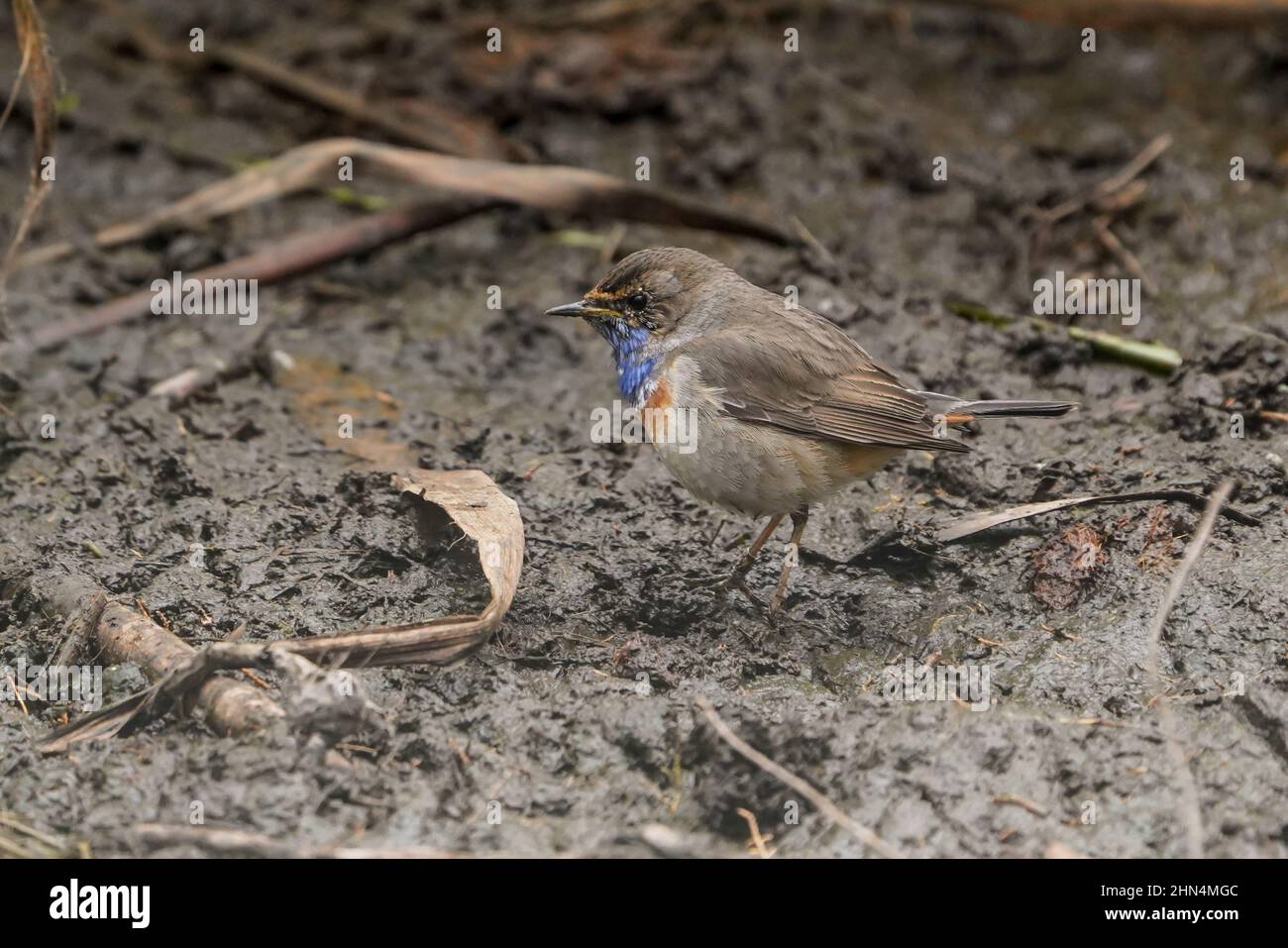 Blaukehlchen (Luscinia svecica) füttern in einem schlammigen Gebiet am Ufer eines Süßwassersees, Andalusien, Spanien. Stockfoto