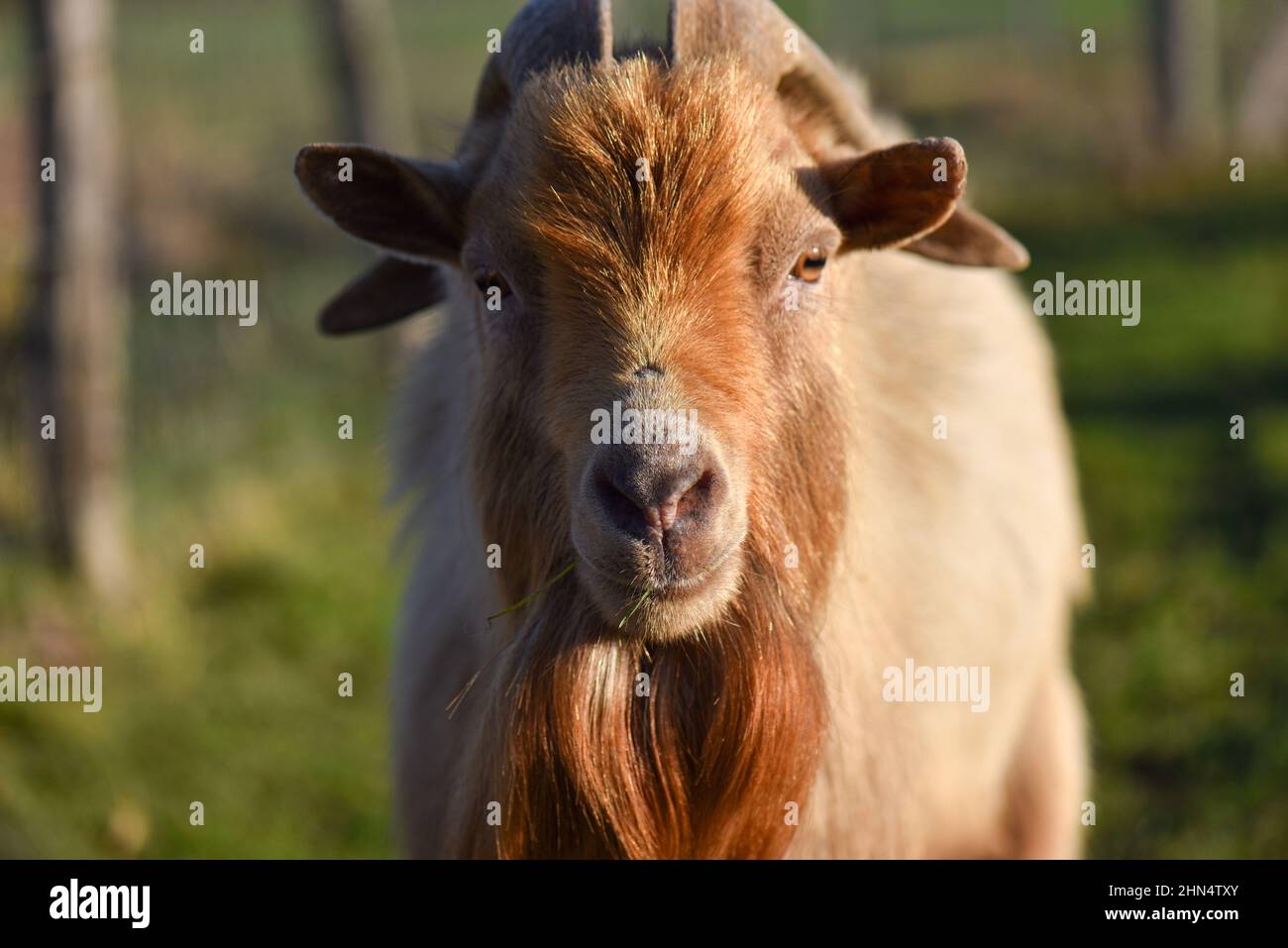 Nahaufnahme des Porträts einer Ziege mit Ingwerbart bei Sonnenuntergang. Stockfoto