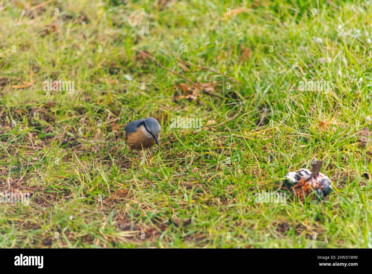 Der Nuthatch, der Nuthatch, der Nuthatch - eine Art eines kleinen, sitzenden Vogels aus der Nuthatch-Familie. Stockfoto