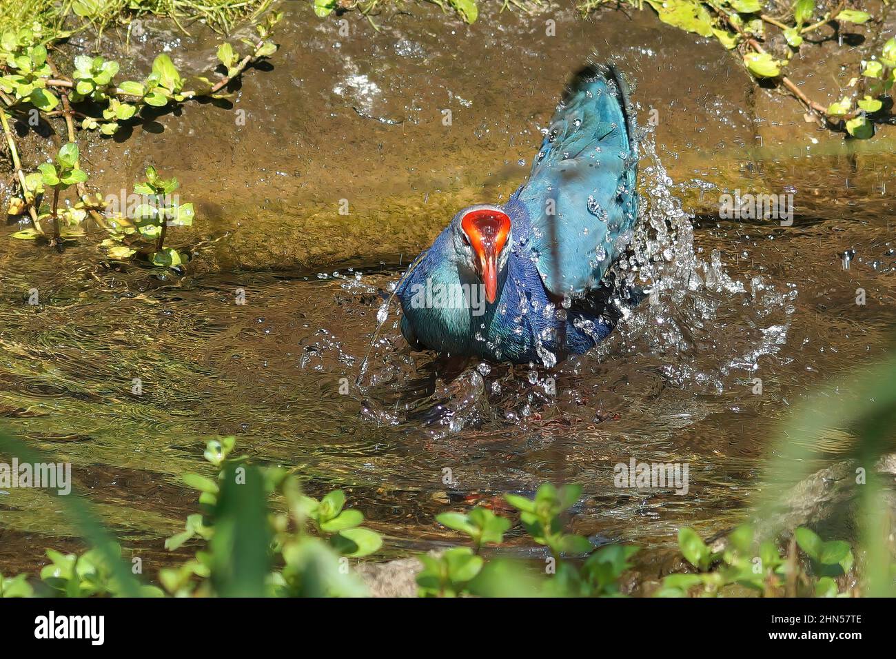 Nahaufnahme eines farbenfrohen blauen westlichen Swamphen, Porphyrio porphyrio, das im Wasser baden kann Stockfoto