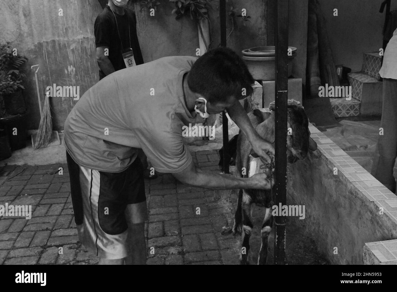 Jakarta, Indonesien - 11 19 2020: Ein Mann, der während der Eid al-Adha-Feier für Muslime ein Opfertier aufbindet Stockfoto