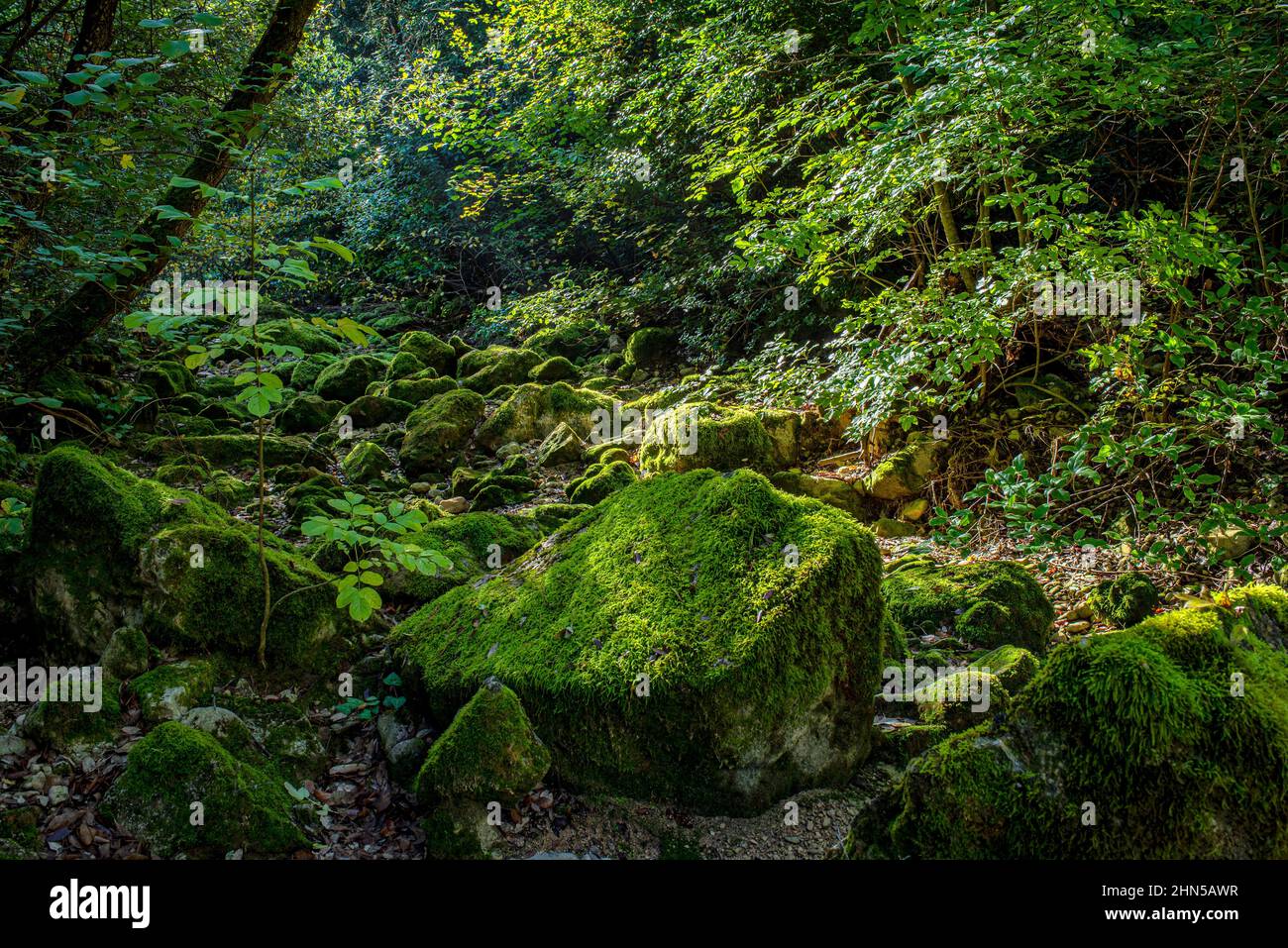Forêt en Automne Saint Zacchare, Souce des Nayes Var Frankreich Stockfoto