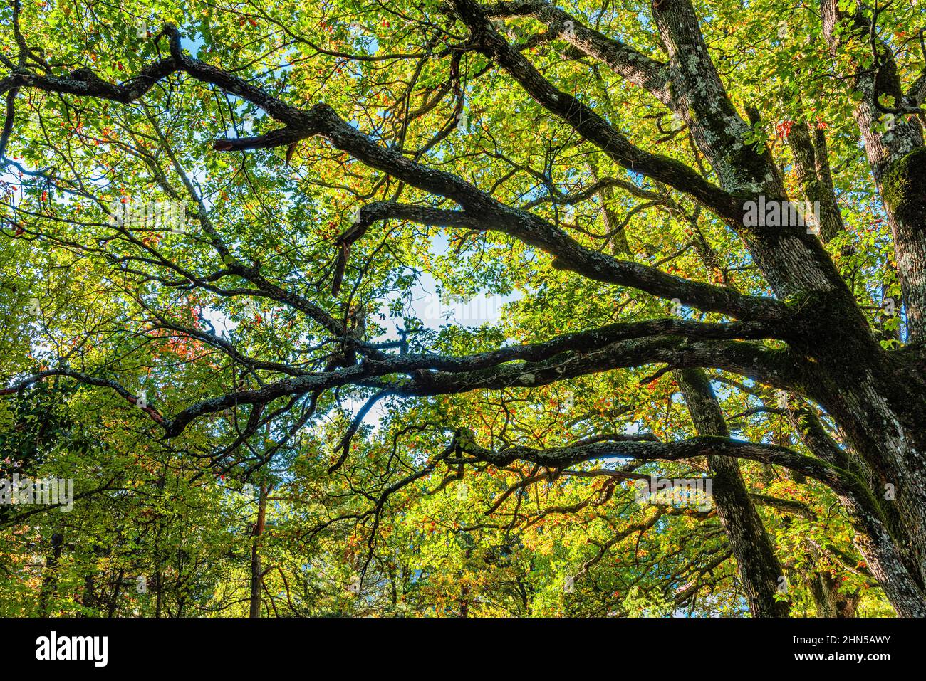 Forêt en Automne, La Sainte Baume, Plans D'aups Var France Stockfoto