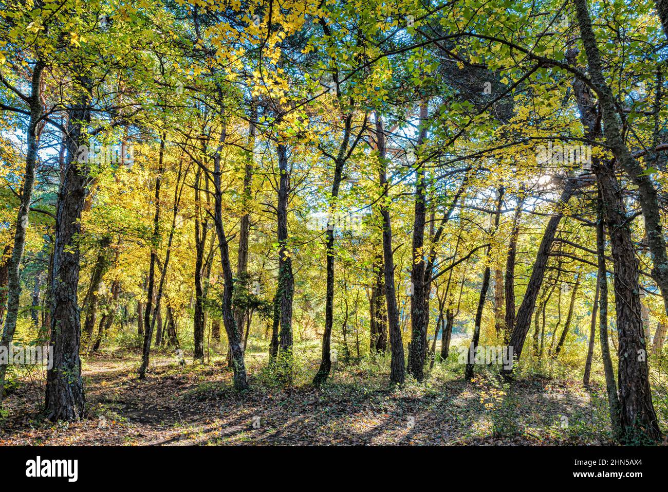 Forêt en Automne, La Sainte Baume, Plans D'aups Var France Stockfoto