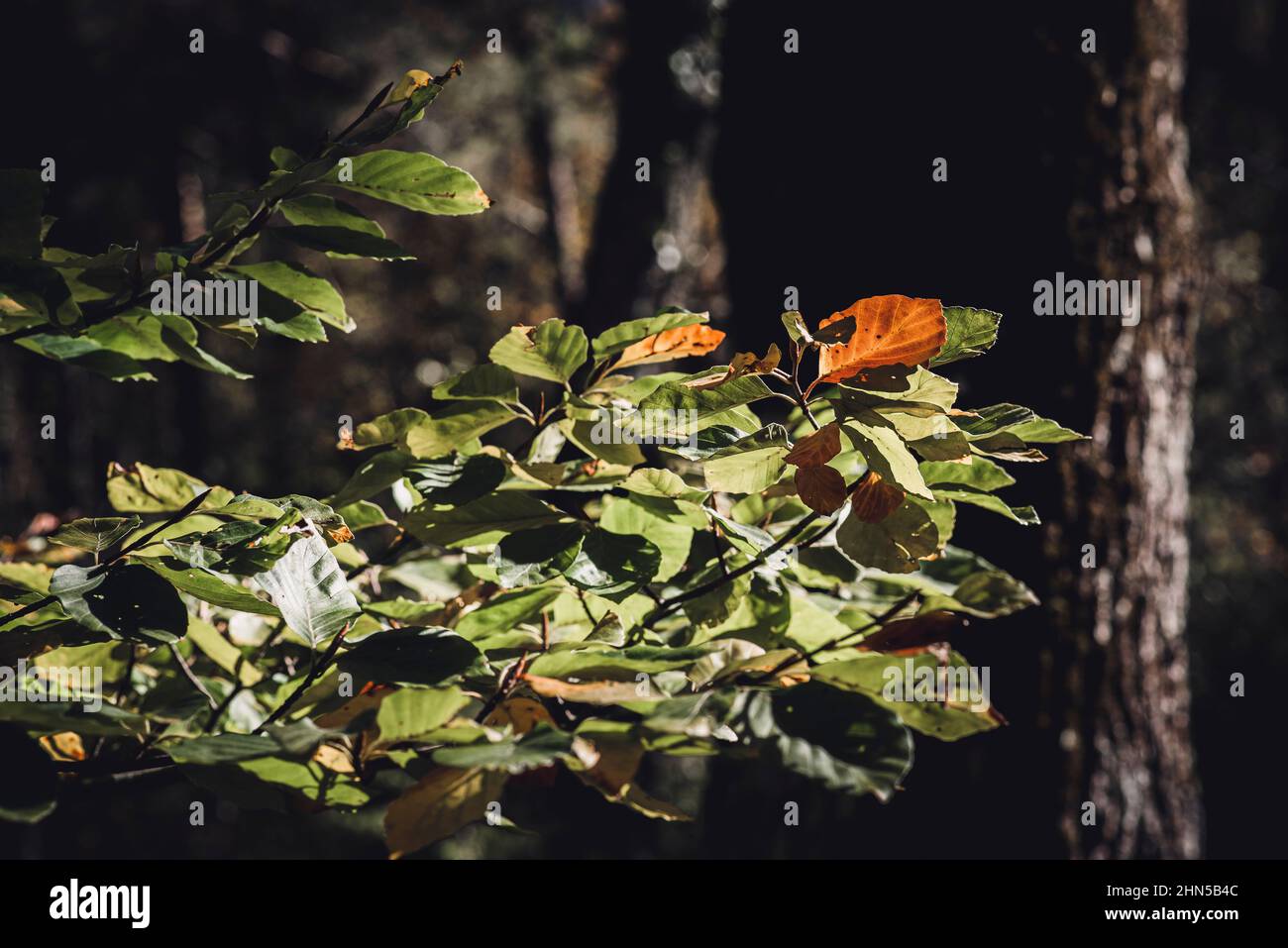Foret en Automne, La Sainte Baume, plant D'aups Var Frankreich Stockfoto