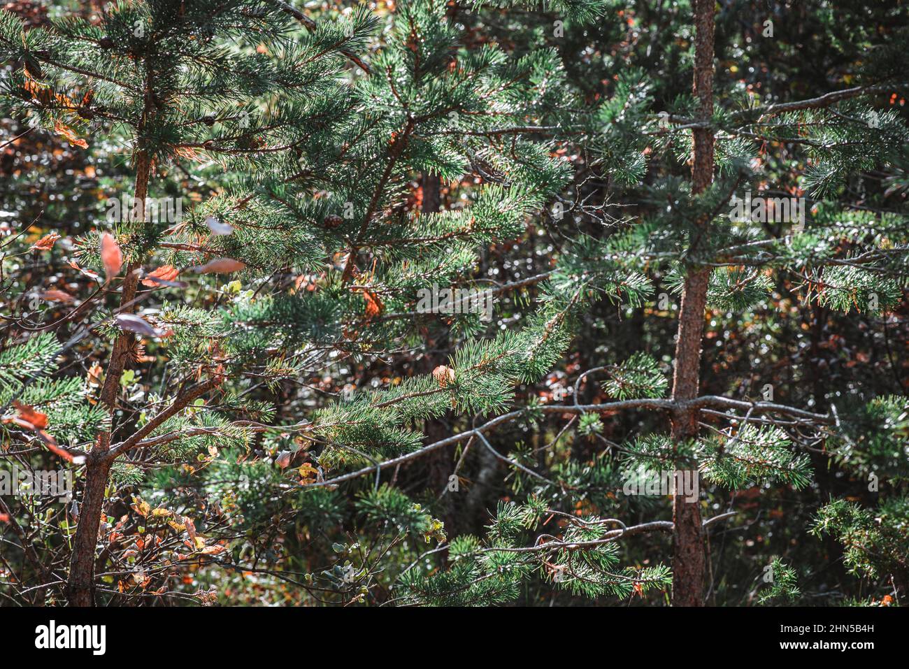 Forêt en Automne, La Sainte Baume, Plans D'aups Var France Stockfoto