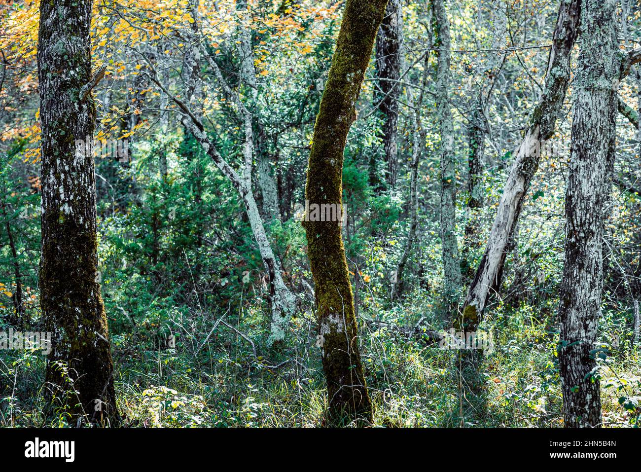 Forêt en Automne, La Sainte Baume, Plans D'aups Var France Stockfoto