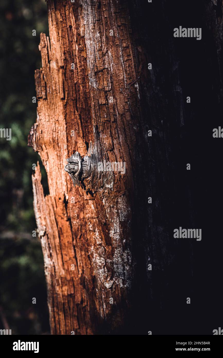 Forêt en Automne, La Sainte Baume, Plans D'aups Var France Stockfoto