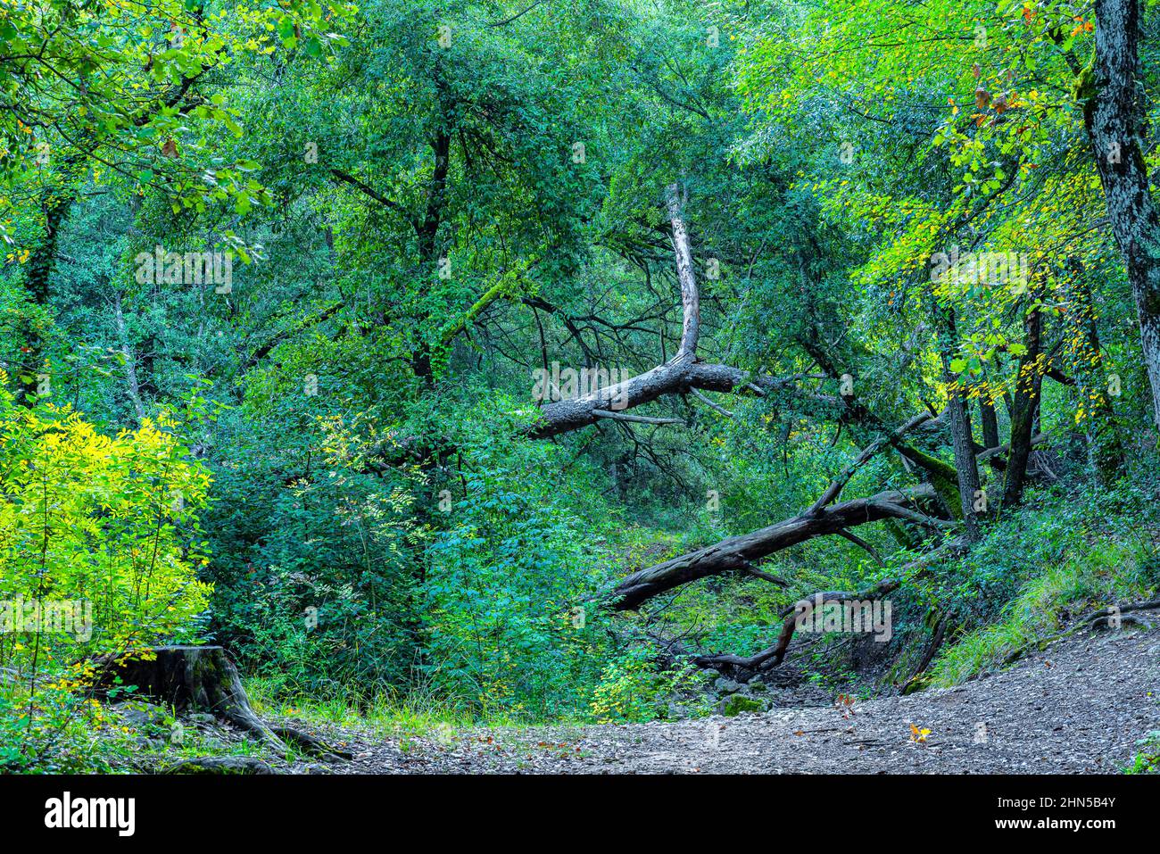 Forêt en Automne Saint Zacchare, Souce des Nayes Var Frankreich Stockfoto