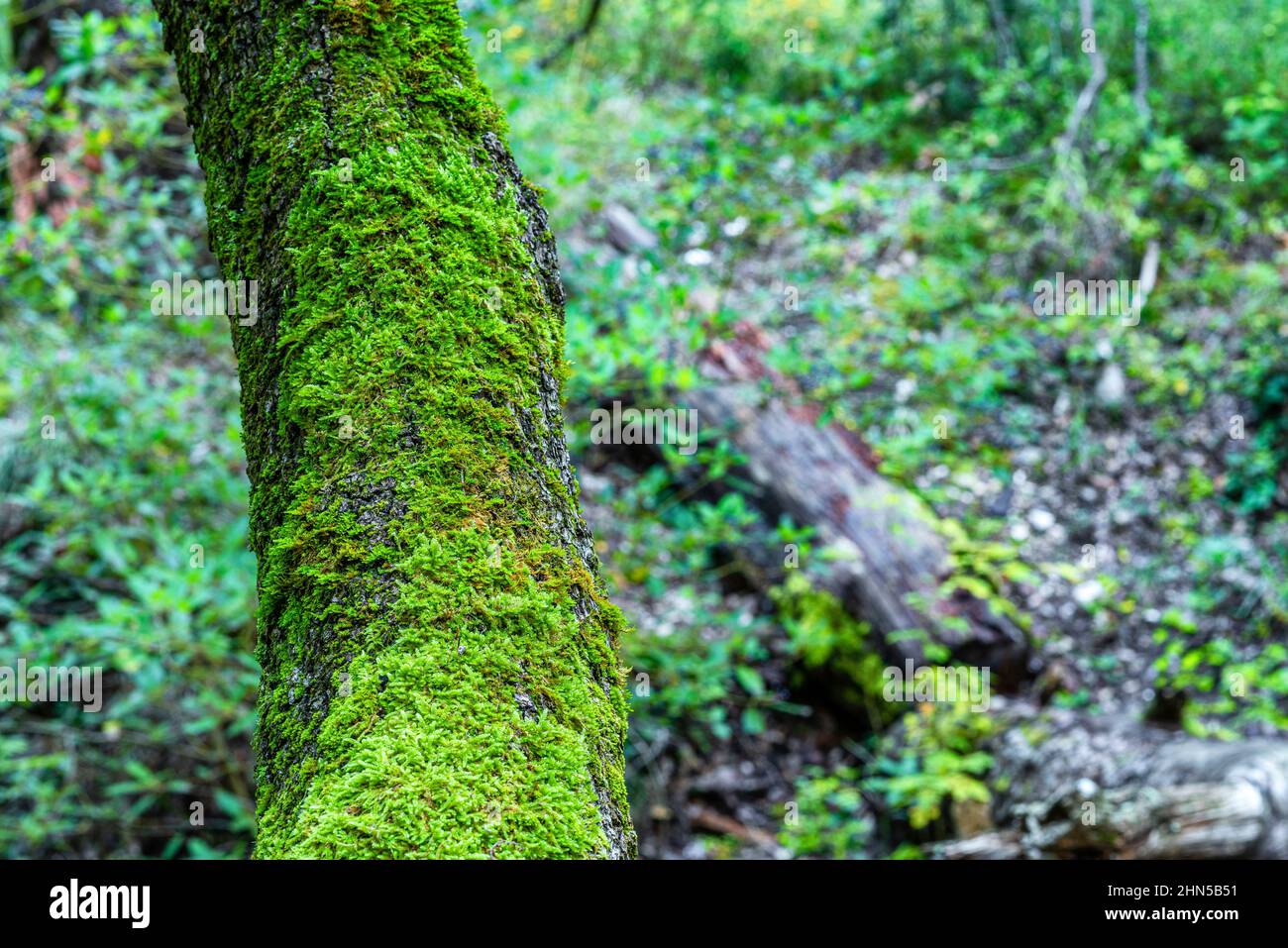 Forêt en Automne Saint Zacchare, Souce des Nayes Var Frankreich Stockfoto