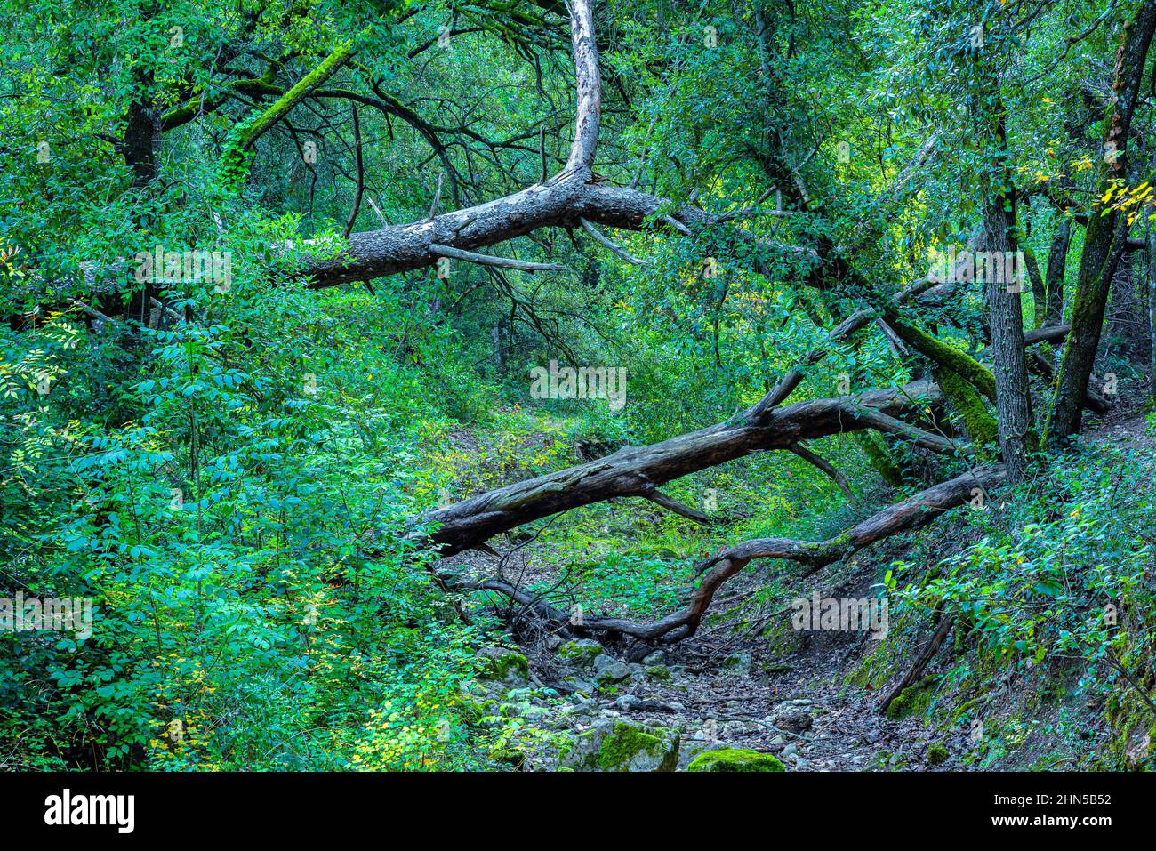 Forêt en Automne Saint Zacchare, Souce des Nayes Var Frankreich Stockfoto