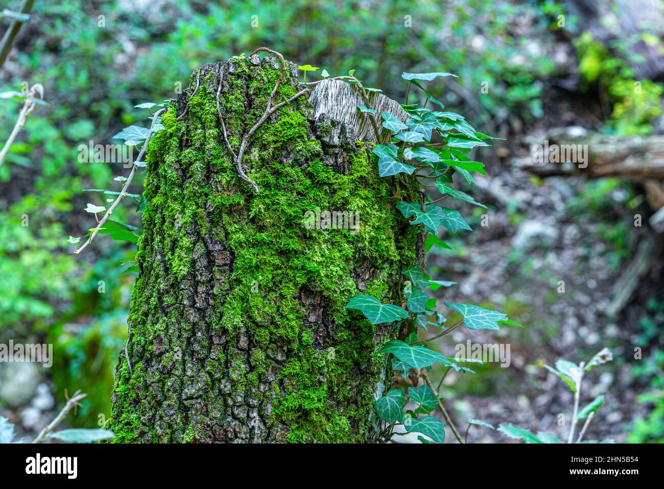 Forêt en Automne Saint Zacchare, Souce des Nayes Var Frankreich Stockfoto