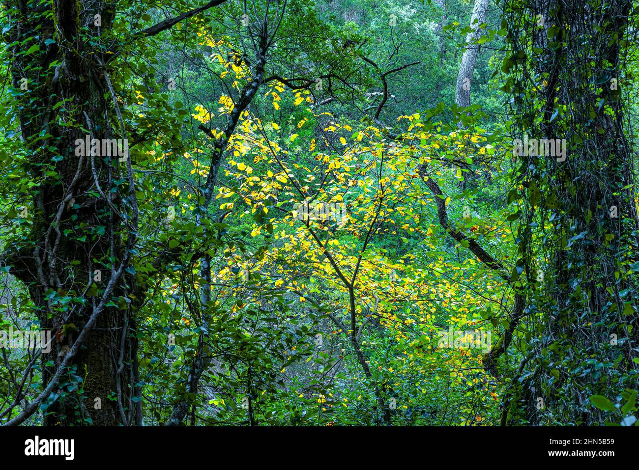 Forêt en Automne Saint Zacchare, Souce des Nayes Var Frankreich Stockfoto