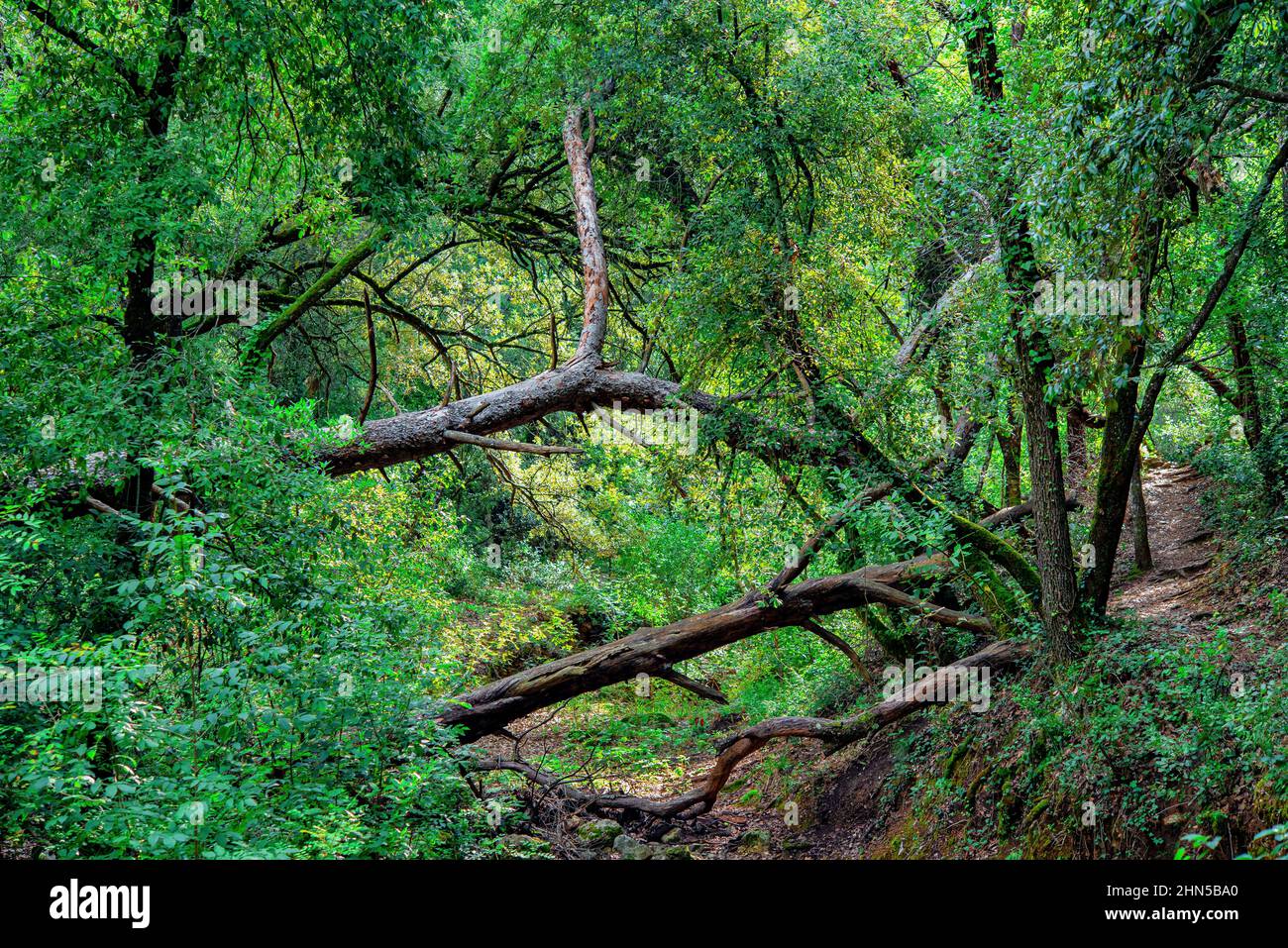 Souce des Nayes, Saint Zacchare, Var France Paca Stockfoto