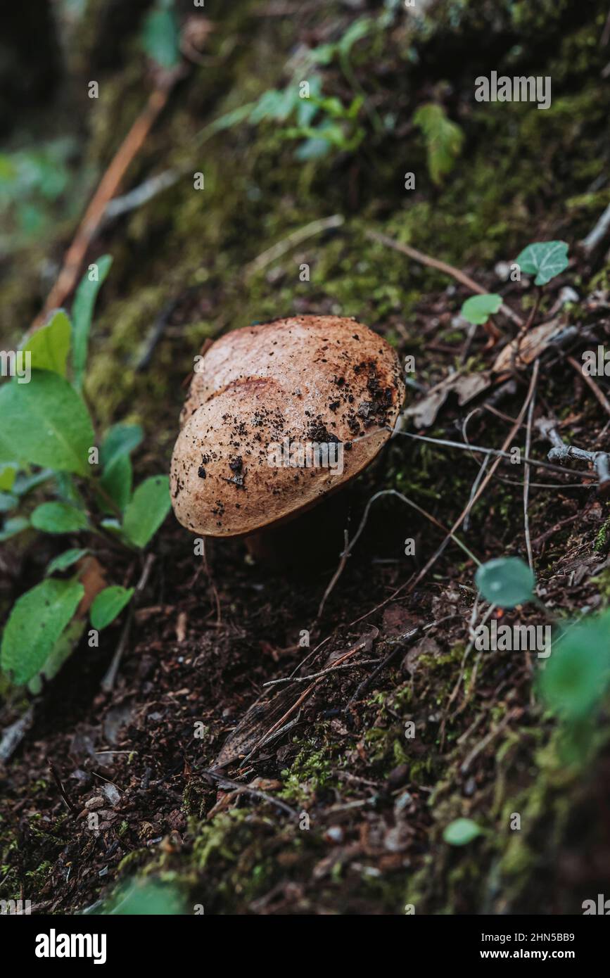 Champignon, Saint Zacchare, Souce des Nayes Var Frankreich Stockfoto