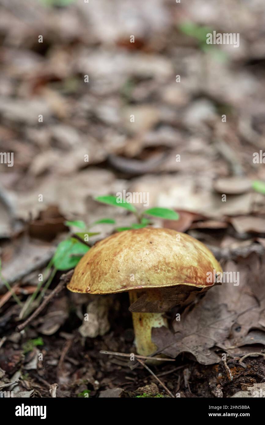 Champignon, Saint Zacchare, Souce des Nayes Var Frankreich Stockfoto