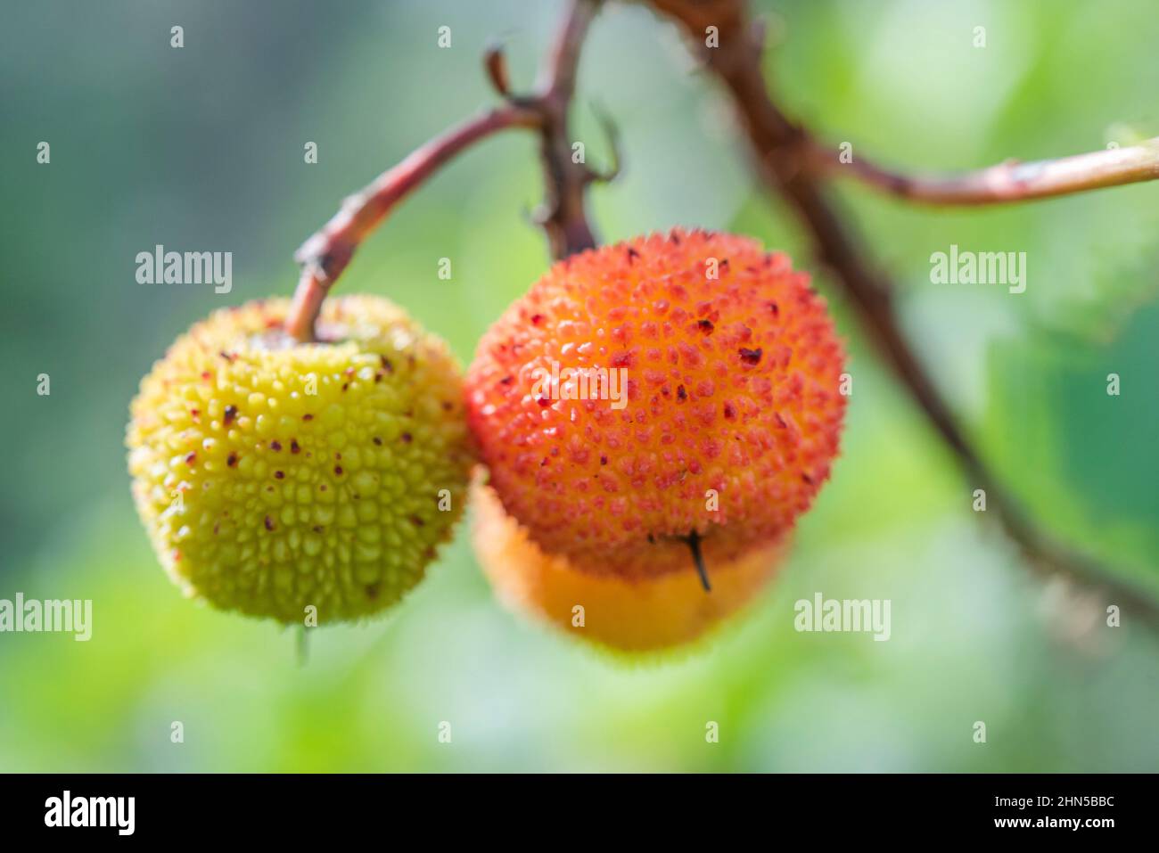 Arbouse, Abousier und Automne Stockfoto