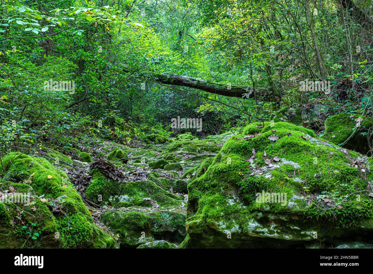 Souce des Nayes, Saint Zacchare, Var France Paca Stockfoto