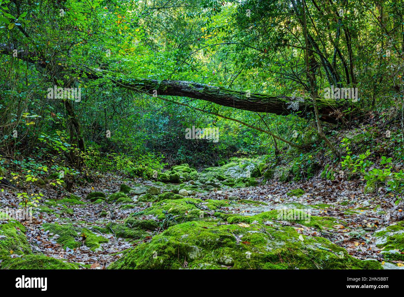 Souce des Nayes, Saint Zacchare, Var France Paca Stockfoto