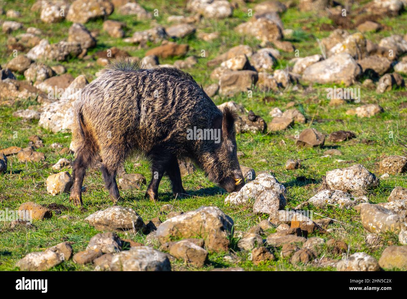 Das Wildschwein (Sus scrofa), auch bekannt als Wildschwein, gewöhnliches Wildschwein, eurasisches Wildschwein oder einfach nur Wildschwein, ist ein in vielen Teilen Eurasiens heimischer Wildschwein Stockfoto